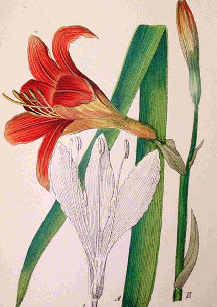 Fountain of Flowers 2 -  Set 02. 60 Pages to DOWNLOAD